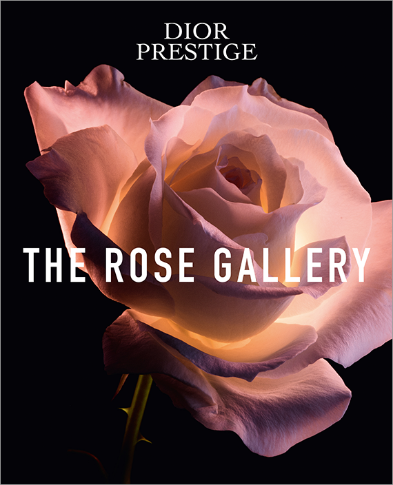 the rose gallery